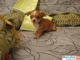 Чихуахуа породных курносеньких щеночков-мальчиков 2